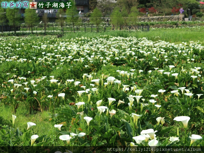 竹子湖海芋08.JPG