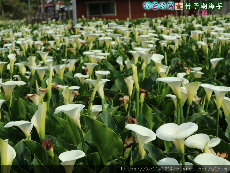 竹子湖海芋13.JPG