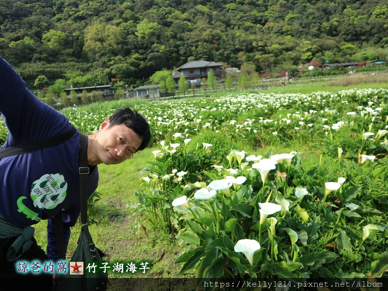 竹子湖海芋11.JPG