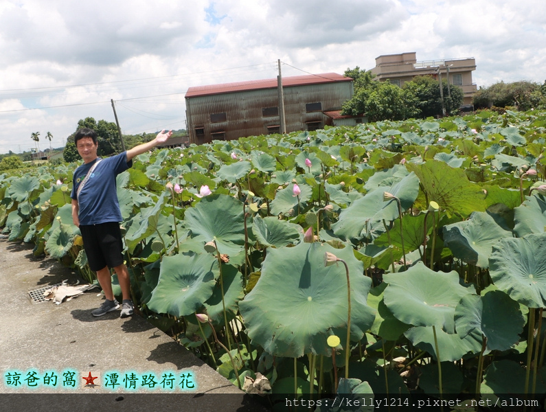 潭情路荷花01.JPG