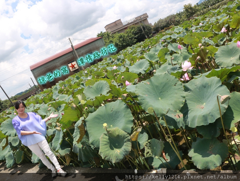 潭情路荷花04.JPG