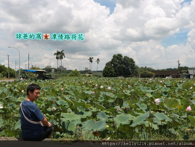 潭情路荷花11.JPG