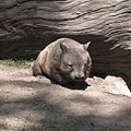 再一張Wombat