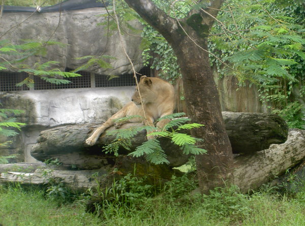 獅子