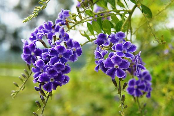 心之芳庭15.JPG 心之芳庭15.JPG