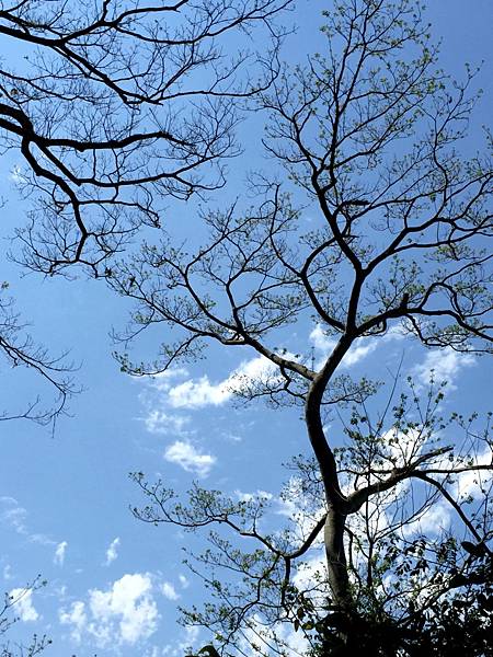 大坑一號07.JPG 大坑一號07.JPG