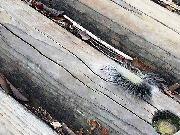 大坑2號05.JPG 大坑2號05.JPG