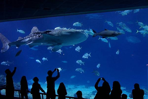 1000206海生館011.JPG 1000206海生館011.JPG