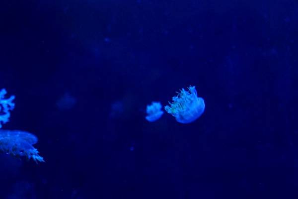 1000206海生館013.JPG 1000206海生館013.JPG