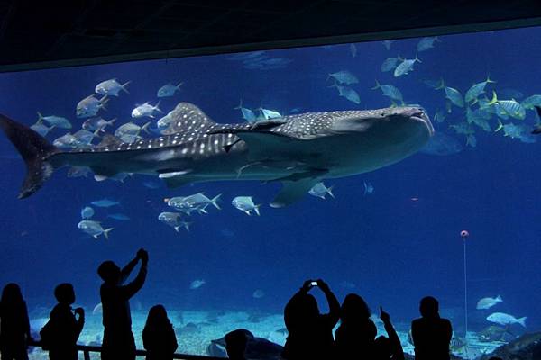 1000206海生館012.JPG 1000206海生館012.JPG