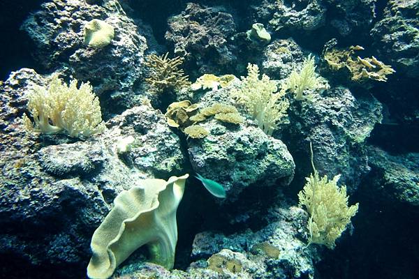 1000206海生館005.JPG 1000206海生館005.JPG