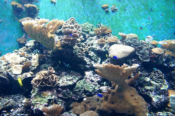 1000206海生館004.JPG 1000206海生館004.JPG