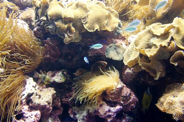 1000206海生館008.JPG 1000206海生館008.JPG