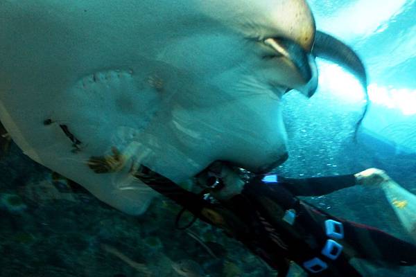 1000206海生館007.JPG 1000206海生館007.JPG