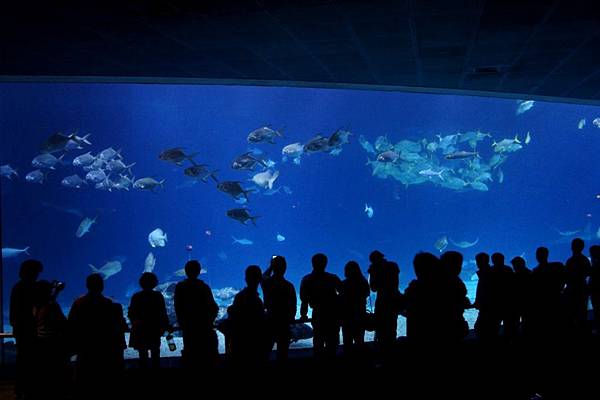 1000206海生館010.JPG 1000206海生館010.JPG