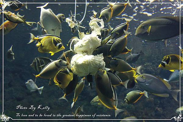 1000206海生館009.jpg 1000206海生館009.jpg