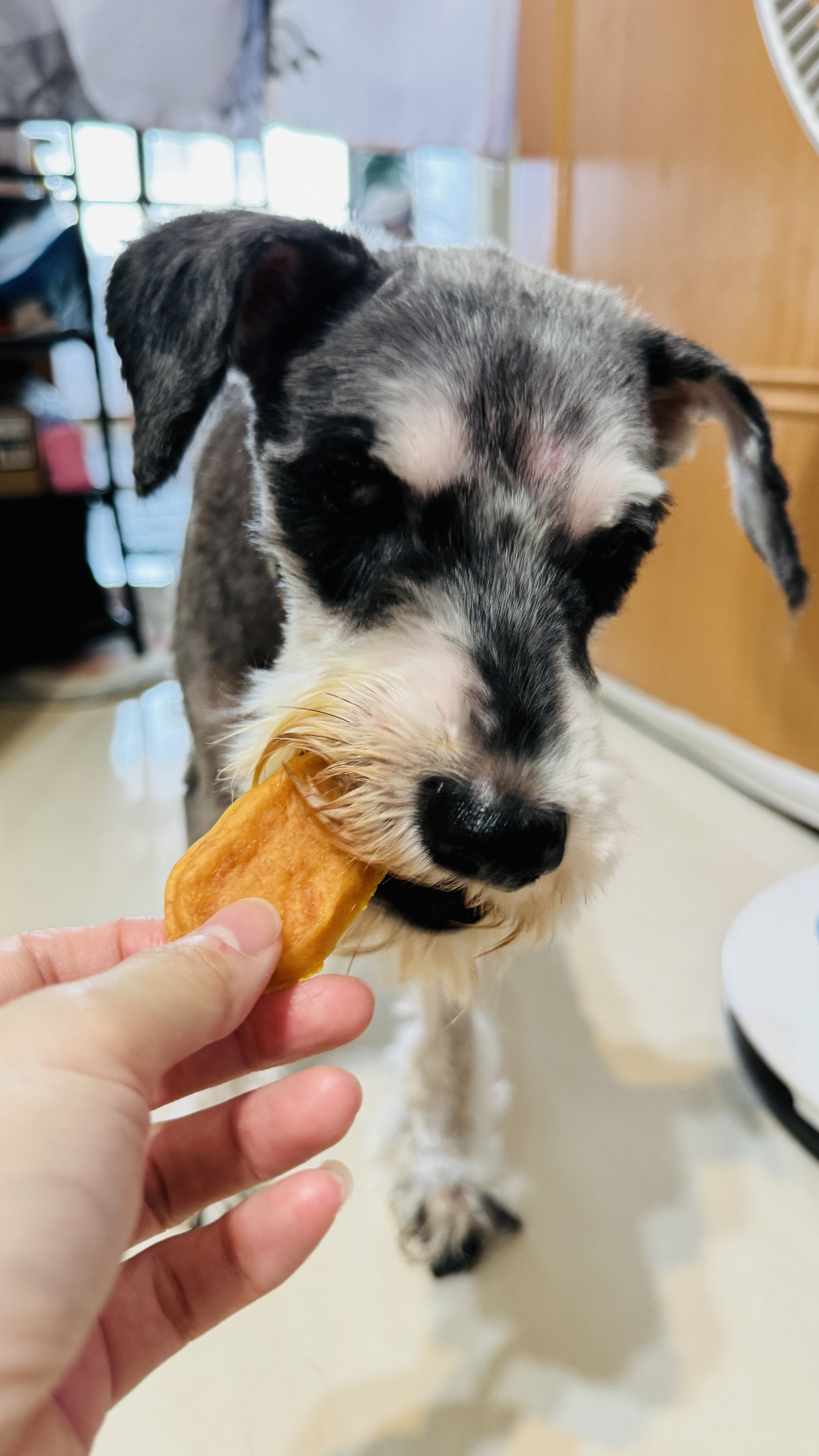 狗狗零食推薦_汪汪寶貝寵物機能零食 BER 棒
