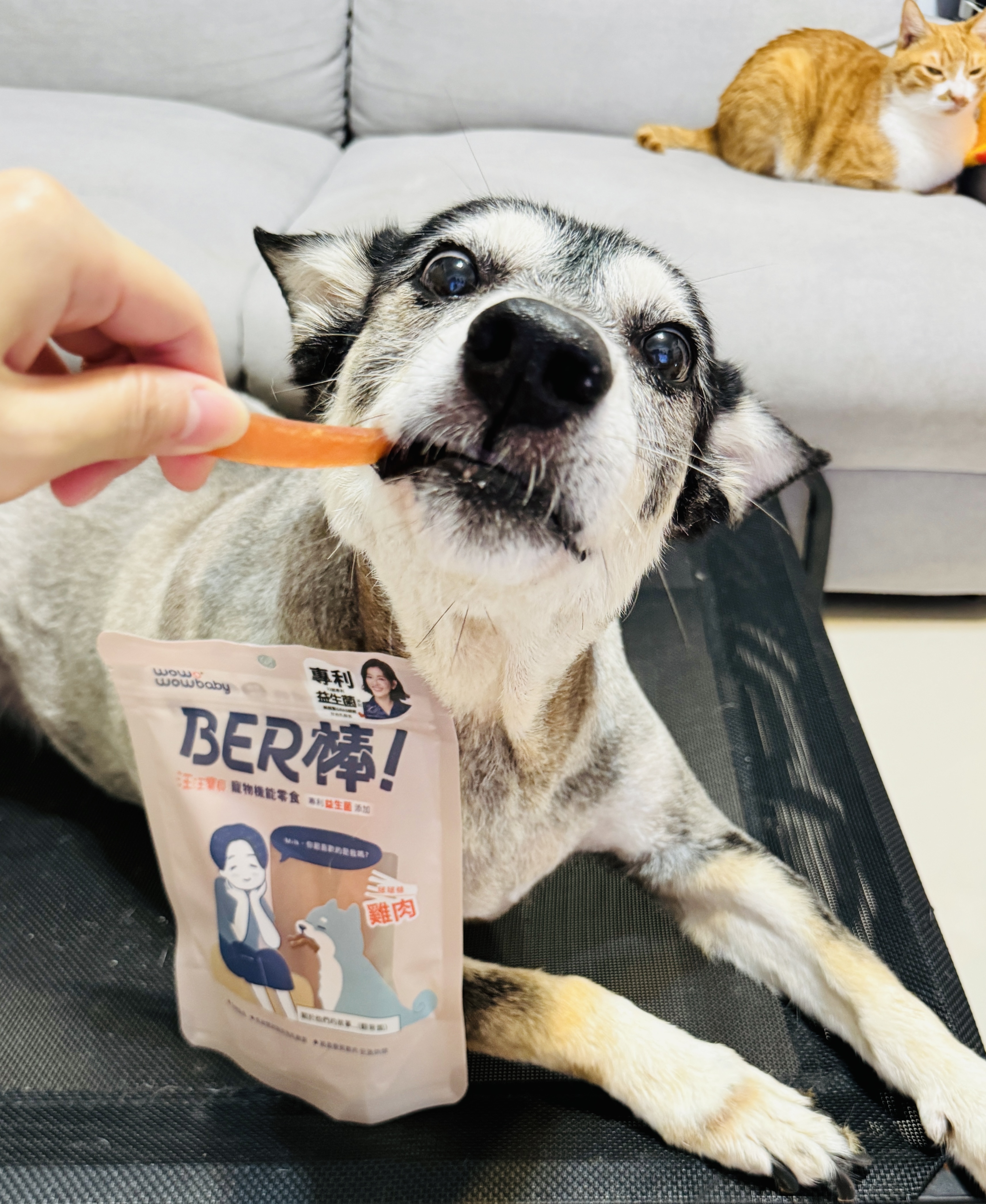 狗狗零食推薦_汪汪寶貝寵物機能零食 BER 棒