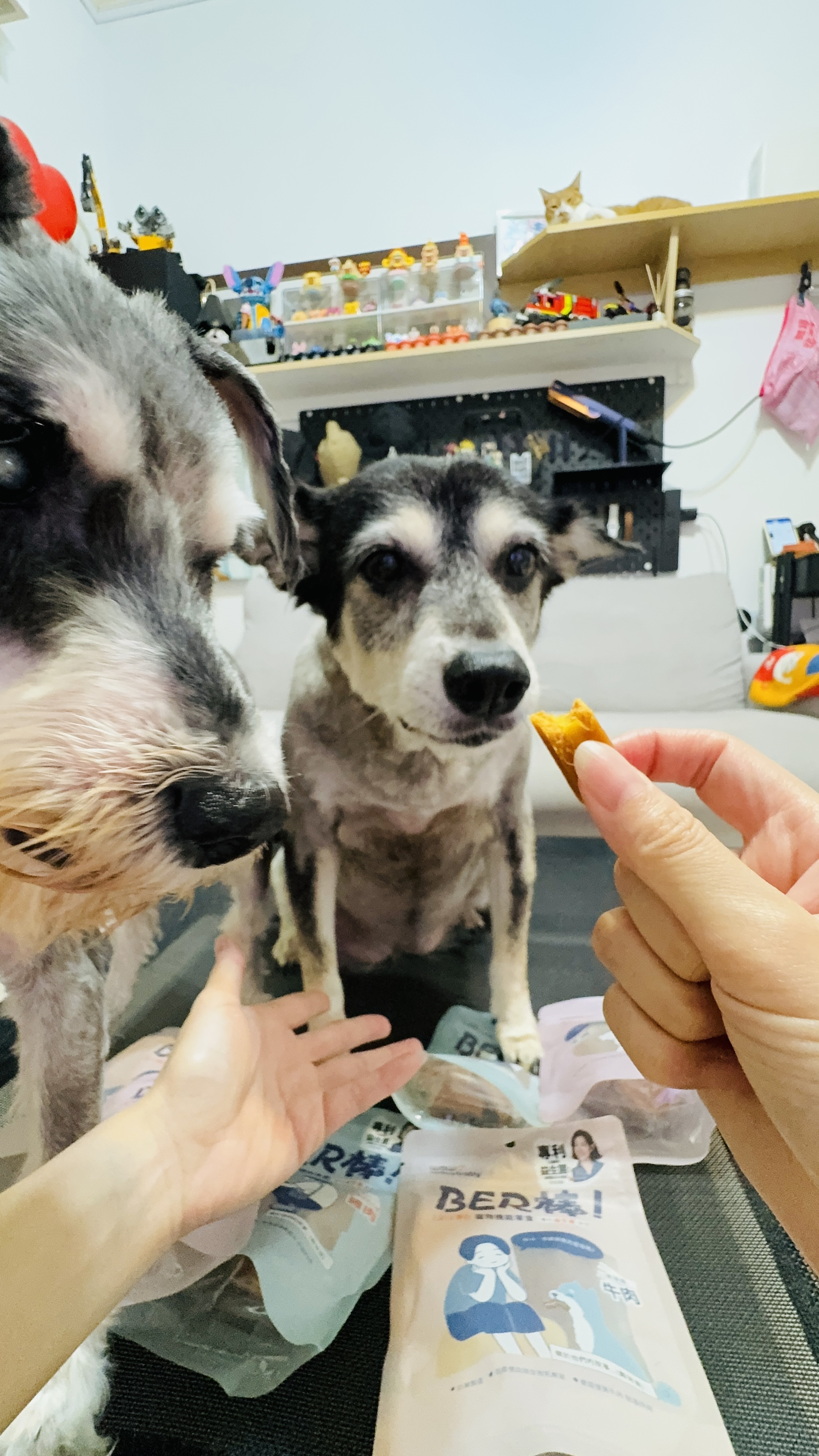 狗狗零食推薦_汪汪寶貝寵物機能零食 BER 棒