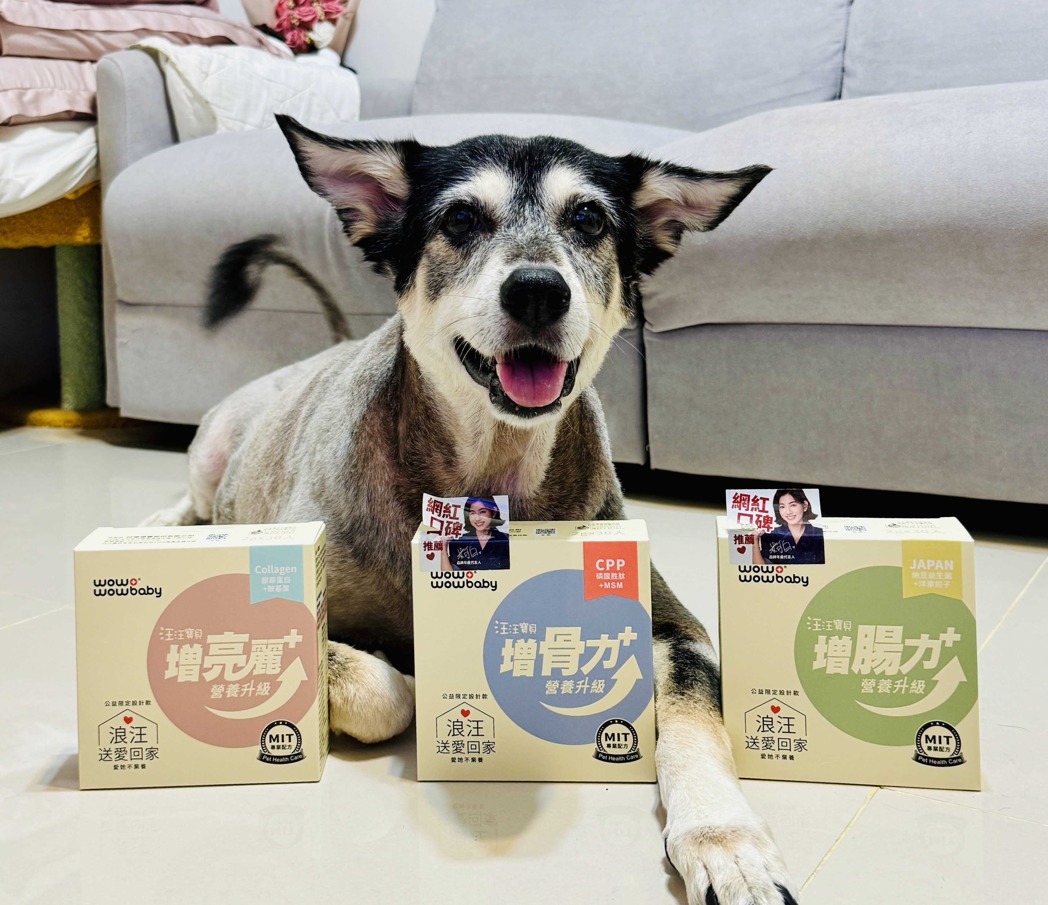 狗狗零食推薦_汪汪寶貝寵物機能零食 BER 棒