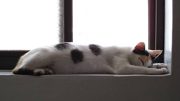 躺在窗台上睡死了
