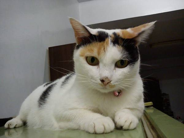 大美女~你看你以前多瘦啊！！快減肥~XD