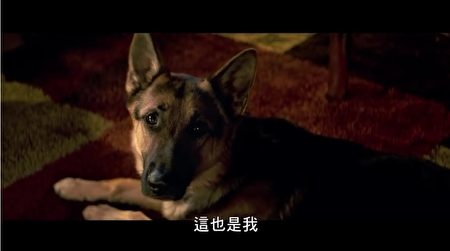 20170118_movie-dog-450x251.jpg