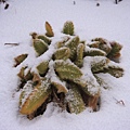 雪地植物