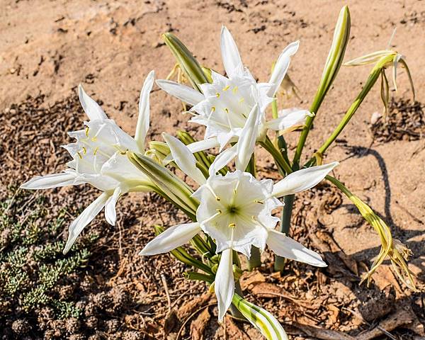 pancratium-maritimum-2758268_1280.jpg