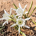 pancratium-maritimum-2758268_1280.jpg