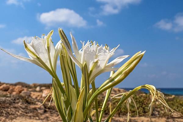 pancratium-maritimum-2781710_1280.jpg