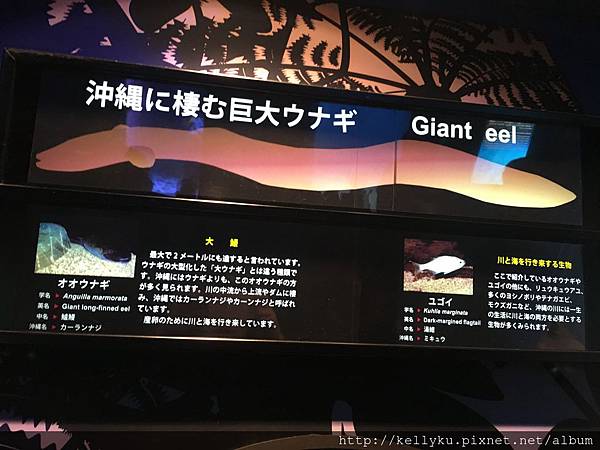 IMG_4333.JPG IMG_4333.JPG