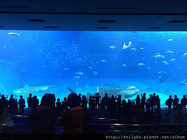 IMG_4339.JPG IMG_4339.JPG
