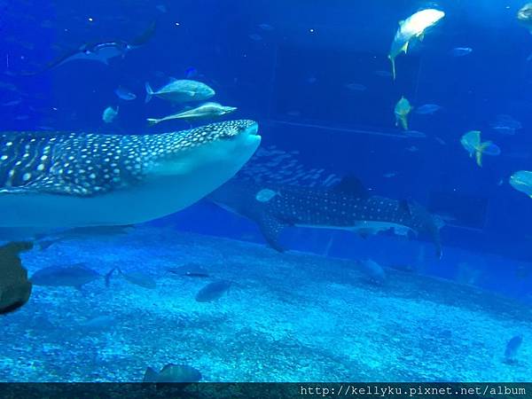 IMG_4346.JPG IMG_4346.JPG