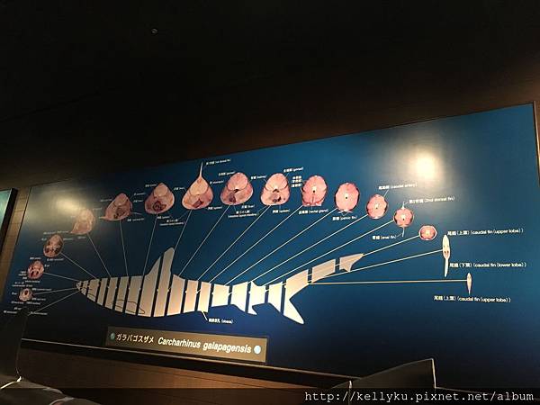 IMG_4501.JPG IMG_4501.JPG