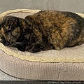 IMG_1150.jpeg