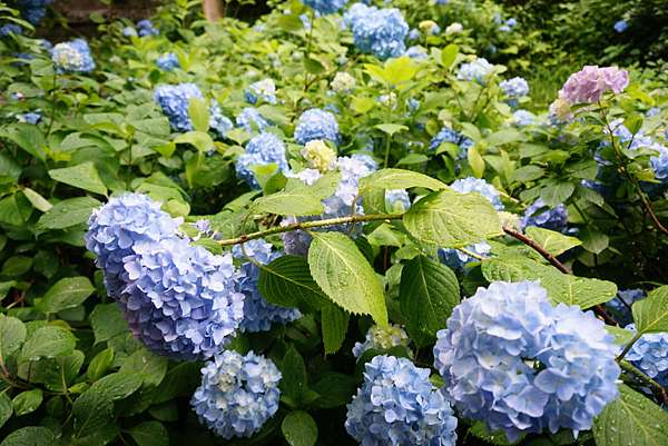 16東京私旅 初夏鐮倉明月院微雨盛放的藍色花海 凱莉貓 時旅流光 痞客邦