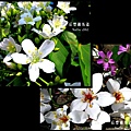 油桐花