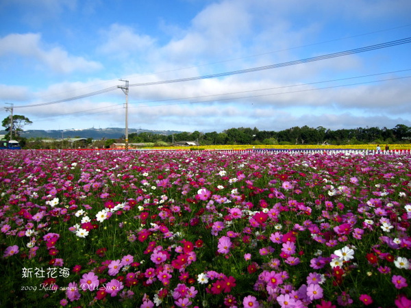 新社花海 026.jpg