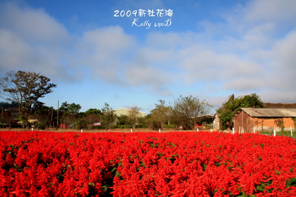 2009新社花海 015.jpg