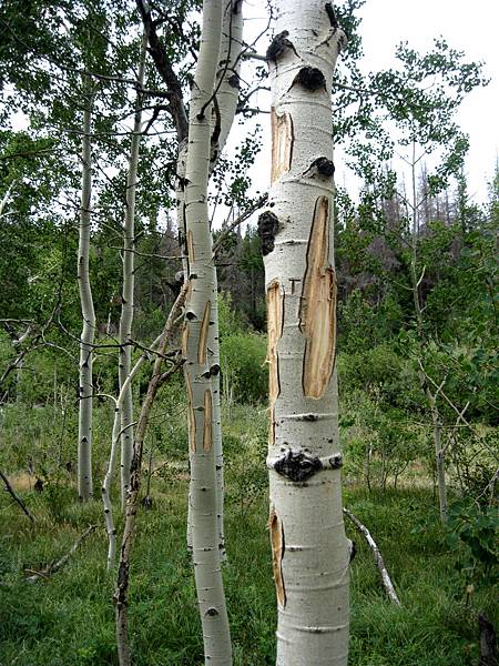 eyes of aspen, bark chewed away by moose?