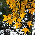 20131103-DSC05211-2_副本.jpg