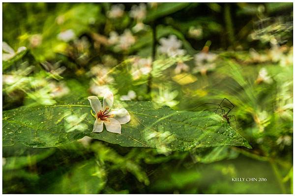 20160508-關西小粗坑-桐花落