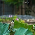 20180603-DSC09303_副本.jpg