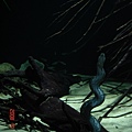 澳洲雪梨2008 878水蛇.jpg