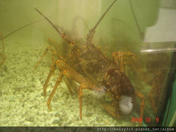 澳洲雪梨2008 829.jpg