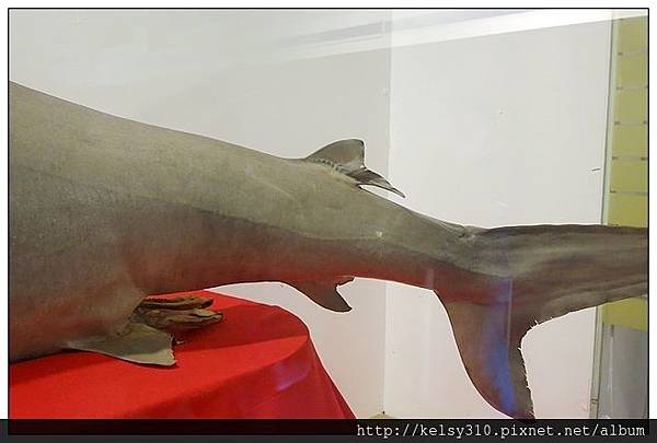 鯊魚3.jpg