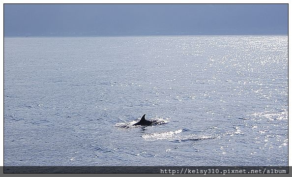 賞鯨8.jpg