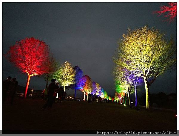 落羽松21.jpg 落羽松21.jpg