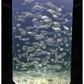 海生館2.jpg